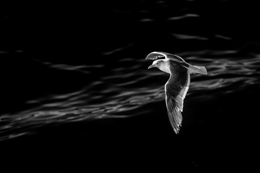 Black and white photograph of a seagull gliding over dark water in Puget Sound, emphasizing motion, contrast, and minimal composition
