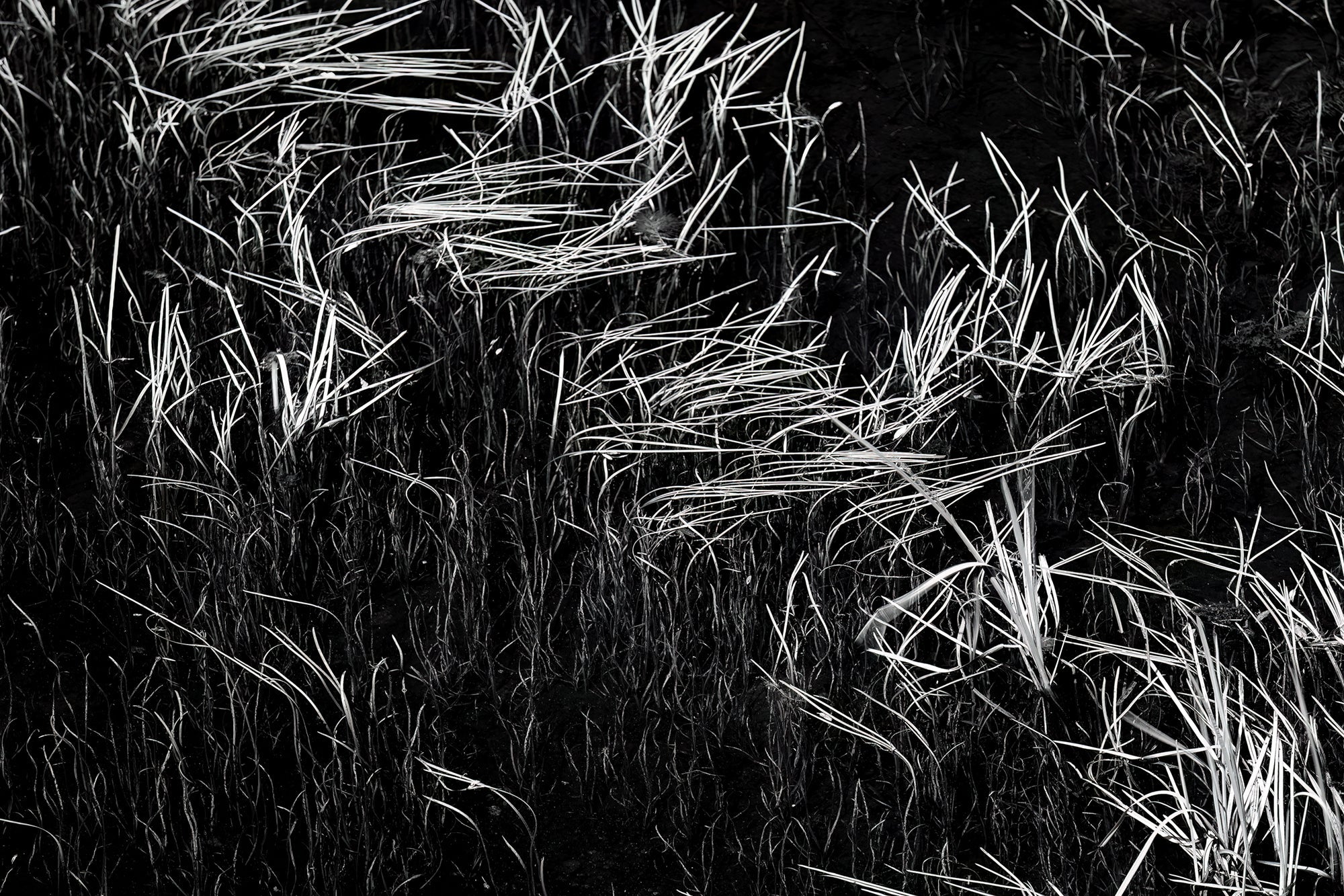 Graphic black and white image of reeds in pond