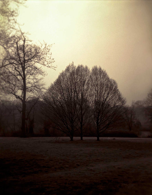 Dreamlike Holga film photograph of trees and figures in Hyde Park London, with soft focus and warm tonal atmosphere.