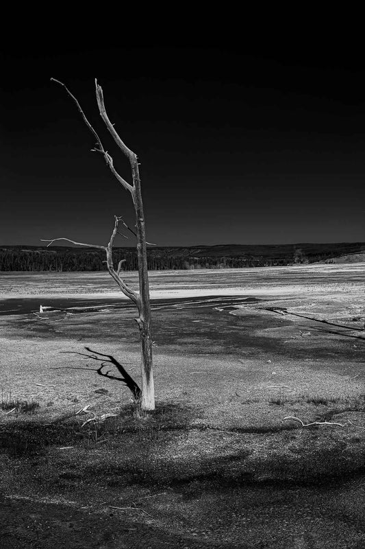 Last Man Standing — black and white photograph of a lone dead tree in Yellowstone’s geyser basin, stark landscape with high contrast and minimal composition