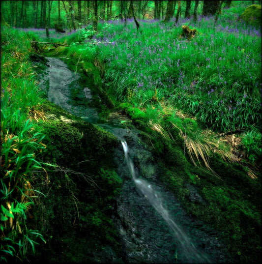 Fine art photograph of a mossy woodland creek near Loch Lomond, Scotland, with flowing water and bluebells covering the forest floor in soft natural light.