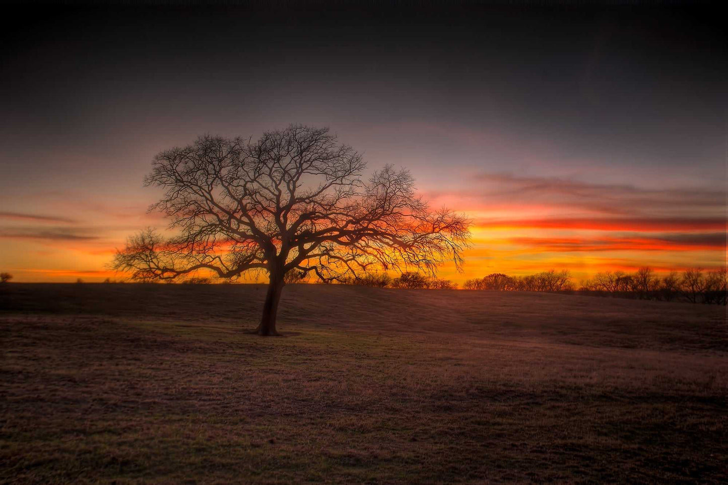 Lone tree silhouetted at sunset at 44 Farms in Texas, with dramatic orange and purple sky over open ranch landscape.