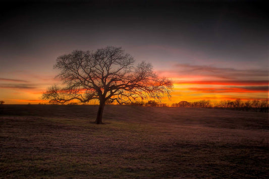 Lone tree silhouetted at sunset at 44 Farms in Texas, with dramatic orange and purple sky over open ranch landscape.