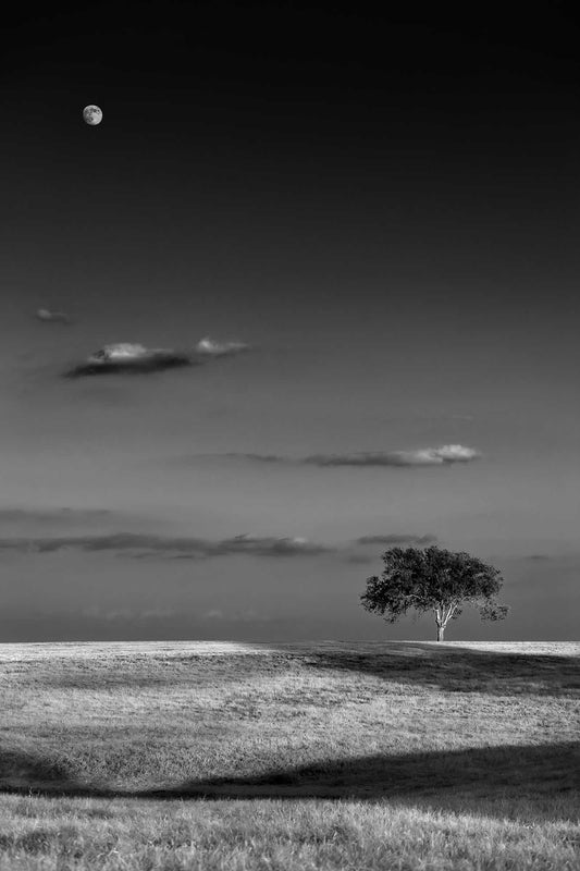 Black and white photograph of a lone tree beneath a rising moon over the Texas landscape at 44 Farms, minimalist fine art composition.