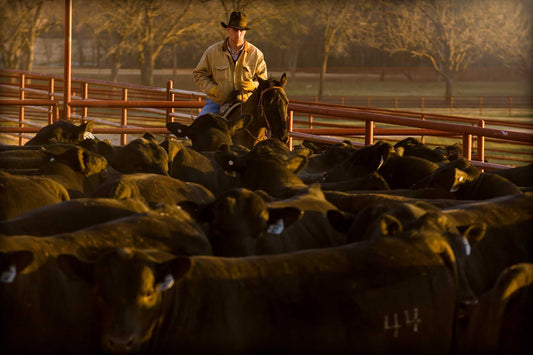 Cowboy on horseback guiding cattle through sunrise light in dusty corral at 44 Farms Texas during morning roundup.