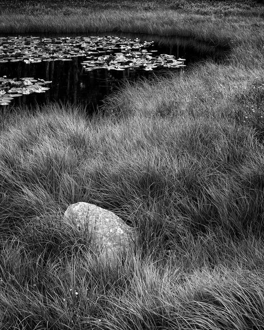 Black and white photograph of a quiet pond in Wyoming’s Bridger National Forest with grasses, lily pads, and a solitary boulder.