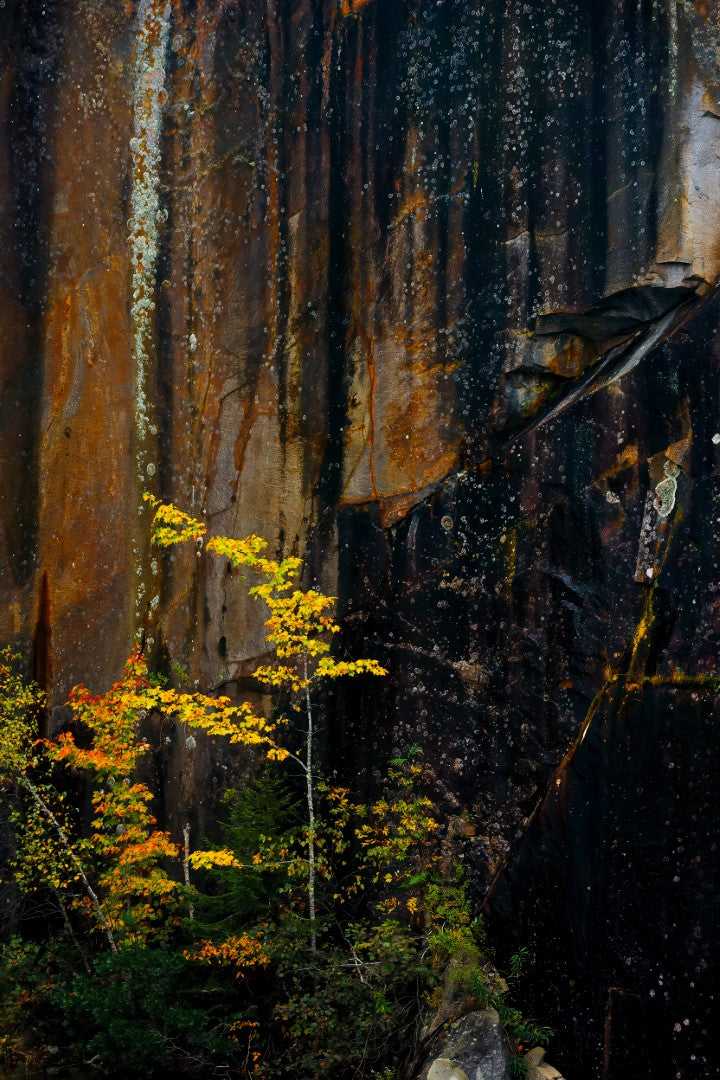 Abstract stone wall in a Maine quarry with cascading mineral streaks, autumn foliage, and rich textures in natural light.