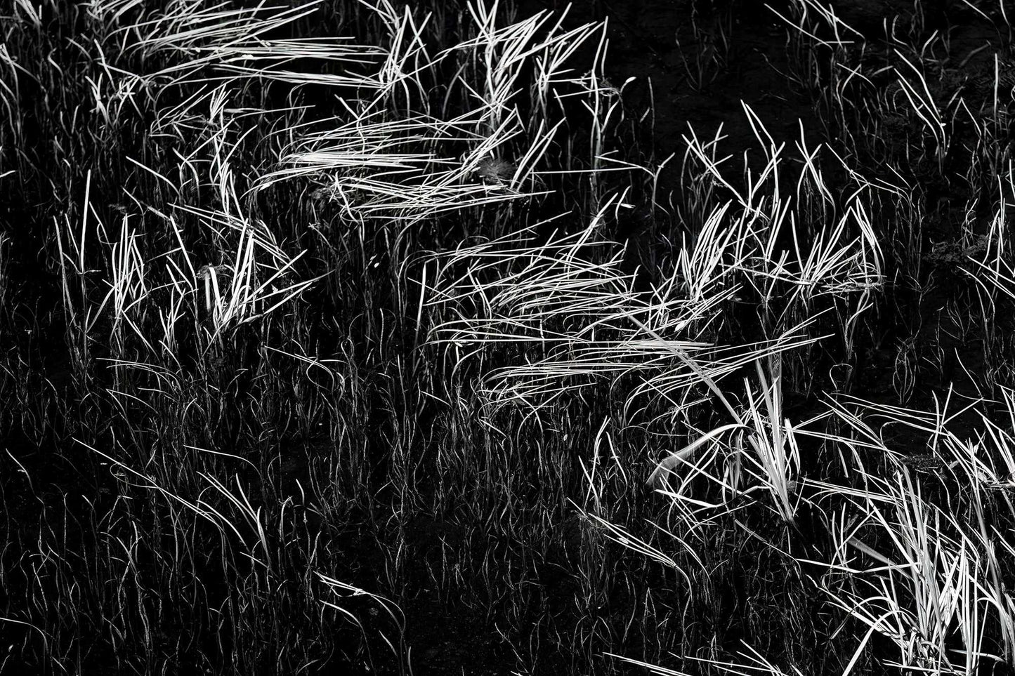 Black and white photograph of reeds and reflections in a quiet Wyoming pond near the Continental Divide, showing abstract lines and tonal contrast.