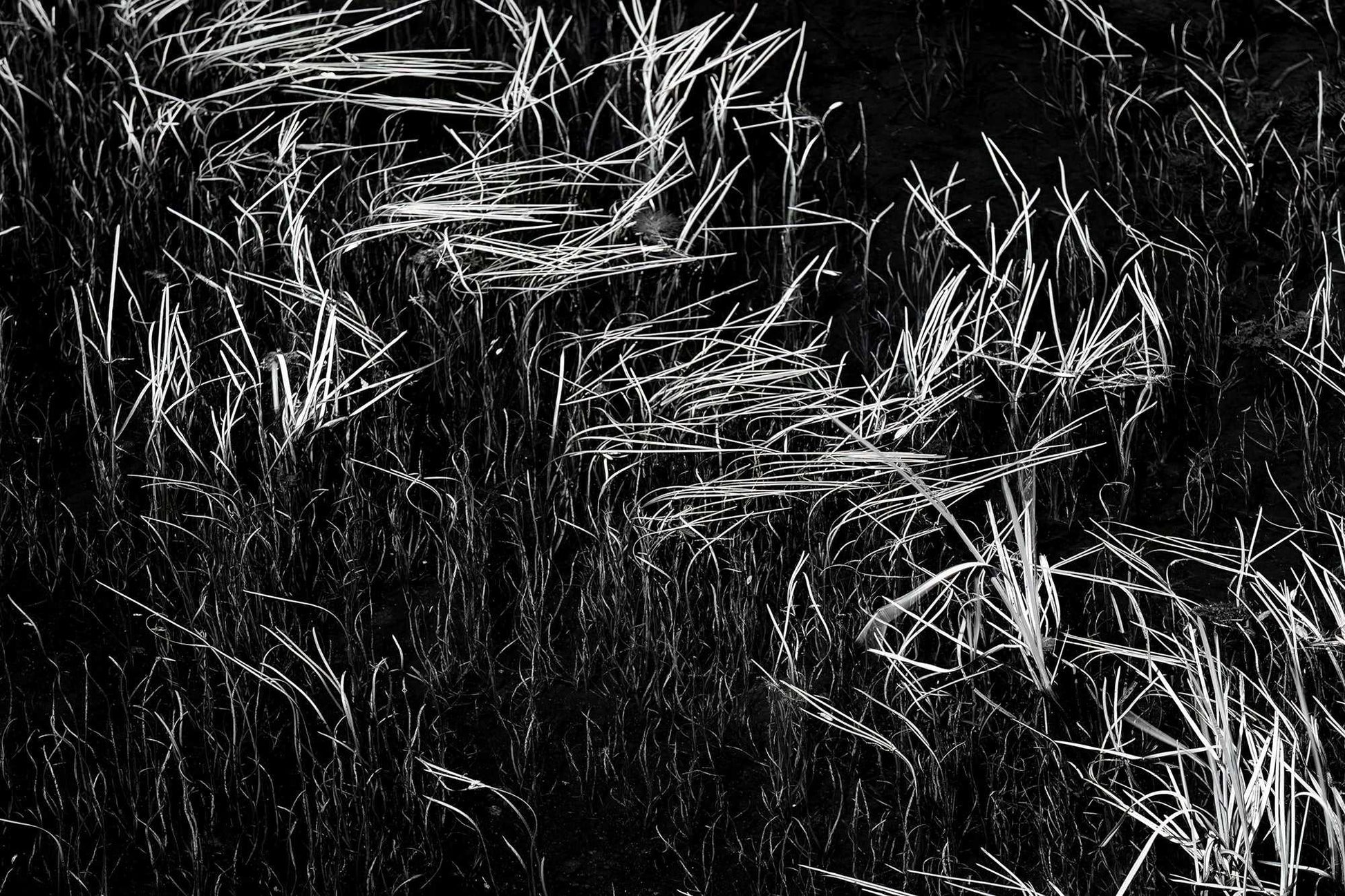 Michael Hart Fine Art