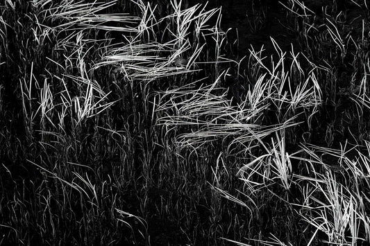 Black and white photograph of reeds and reflections in a quiet Wyoming pond near the Continental Divide, showing abstract lines and tonal contrast.
