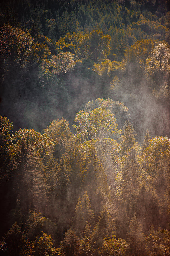Golden sunlight illuminates a misty Pacific Northwest forest, revealing layers of autumn-colored trees in Washington State.