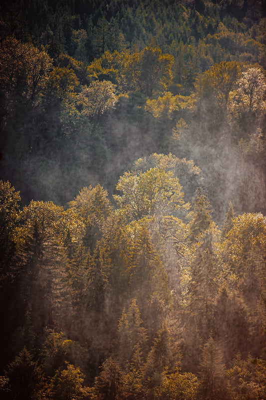 Golden sunlight illuminates a misty Pacific Northwest forest, revealing layers of autumn-colored trees in Washington State.