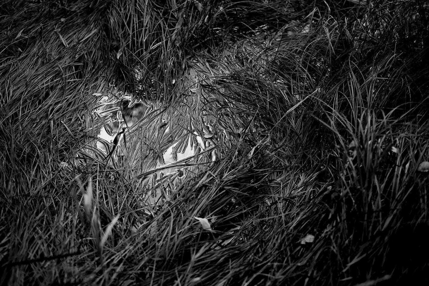 Black and white photograph of reflected light and reeds in a small pool in Acadia National Park, showing abstract textures and tonal contrast.