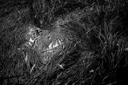 Black and white photograph of reflected light and reeds in a small pool in Acadia National Park, showing abstract textures and tonal contrast.