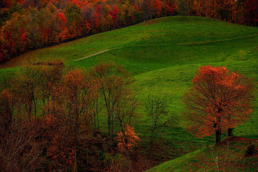 Rolling green hillside in West Virginia surrounded by vibrant autumn trees in red, orange, and gold under soft evening light