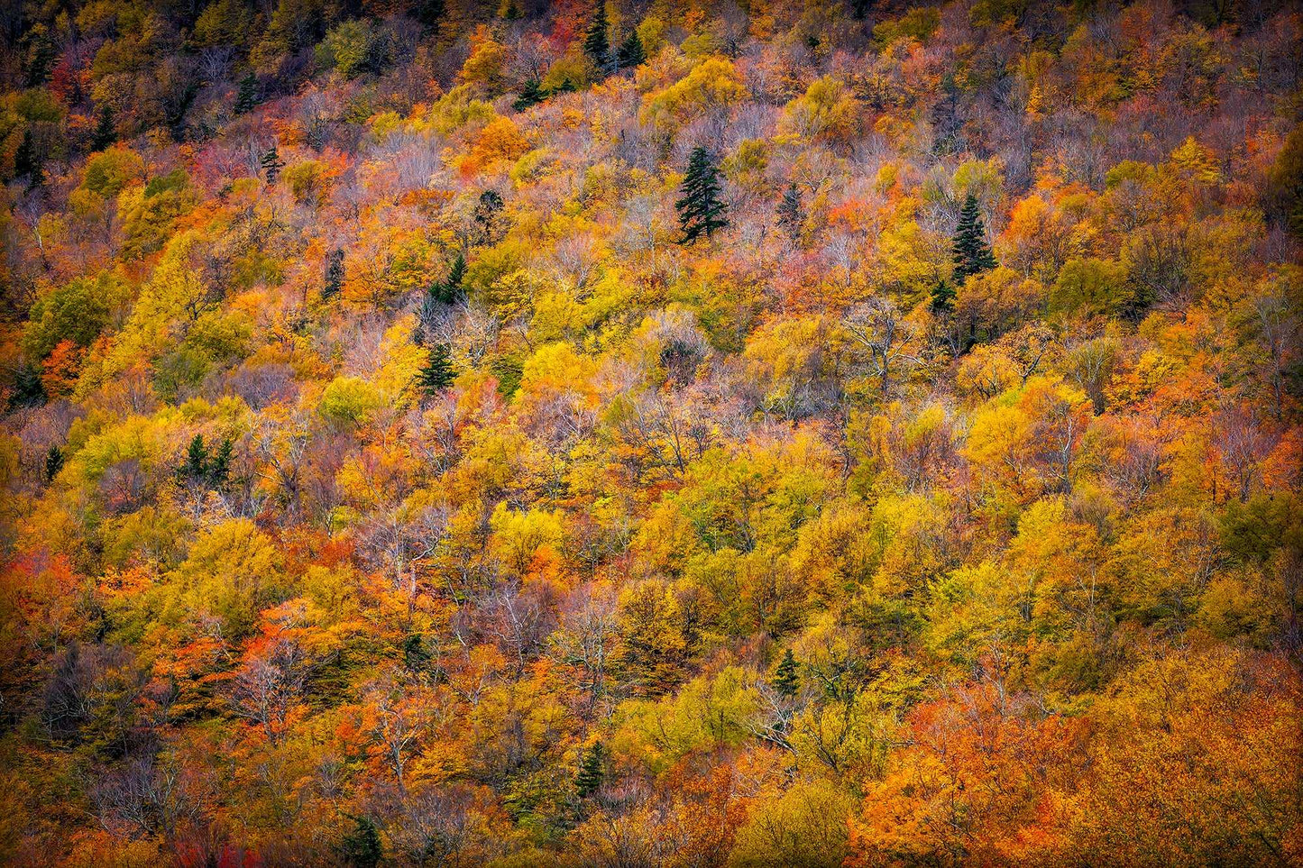 Dense autumn forest in New Hampshire’s White Mountains showing a tapestry of red, orange, and gold foliage with scattered evergreen trees.