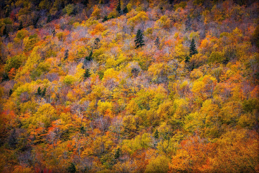 Dense autumn forest in New Hampshire’s White Mountains showing a tapestry of red, orange, and gold foliage with scattered evergreen trees.